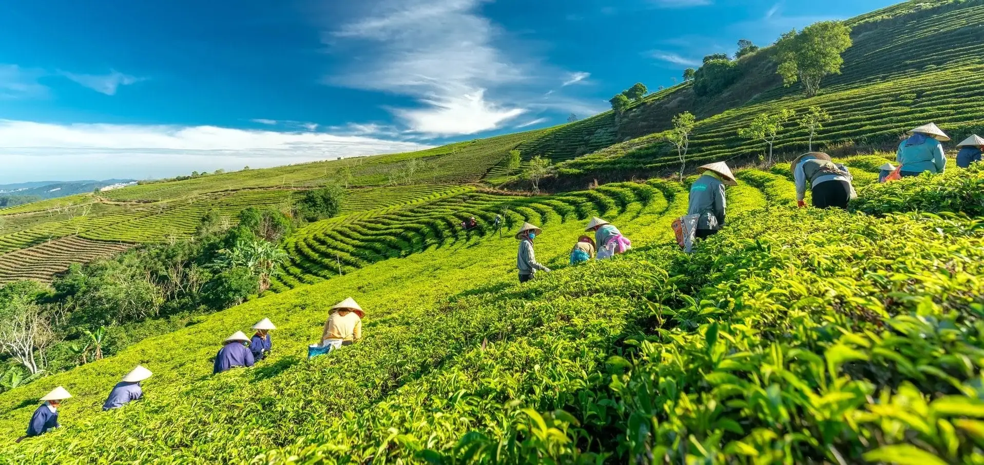 Đồi chè Cầu Đất